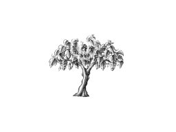 vineyard tree